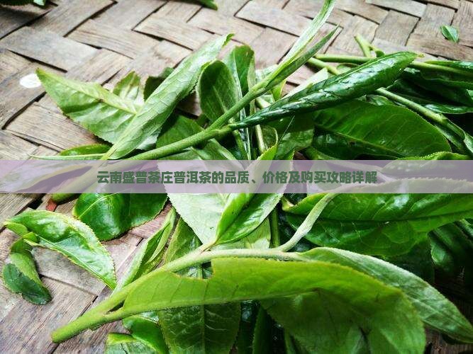 云南盛普茶庄普洱茶的品质、价格及购买攻略详解