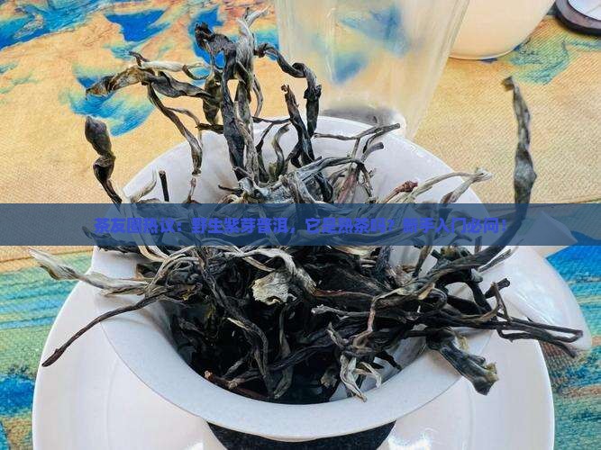 茶友圈热议：野生紫芽普洱，它是熟茶吗？新手入门必问！