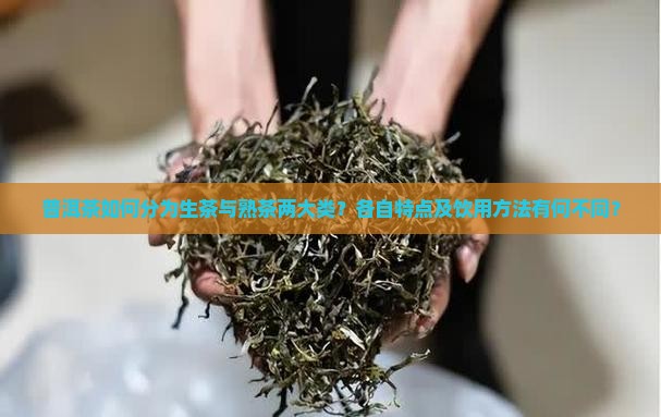 普洱茶如何分为生茶与熟茶两大类？各自特点及饮用方法有何不同？