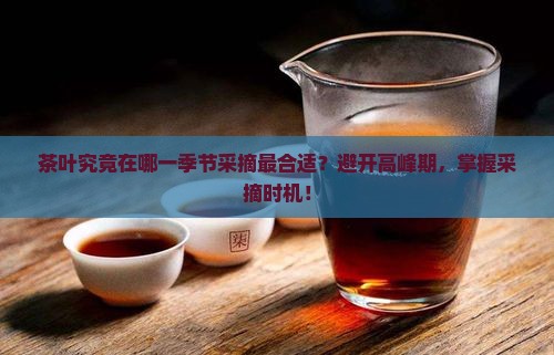 茶叶究竟在哪一季节采摘最合适？避开高峰期，掌握采摘时机！