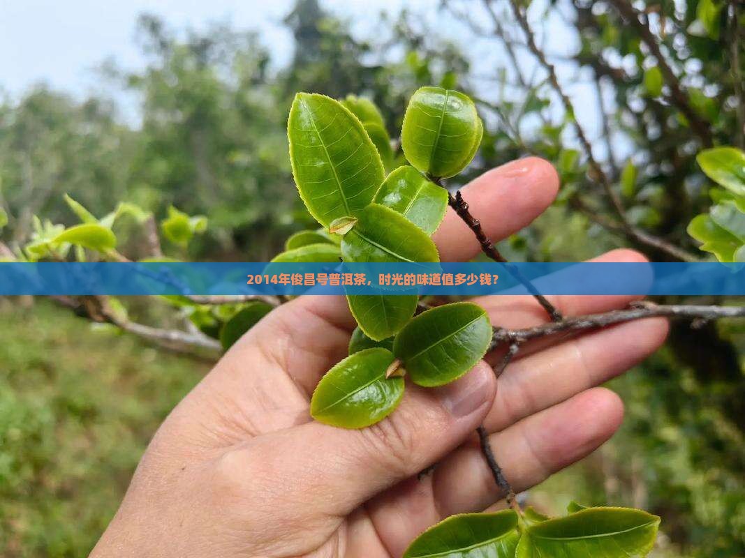 2014年俊昌号普洱茶，时光的味道值多少钱？