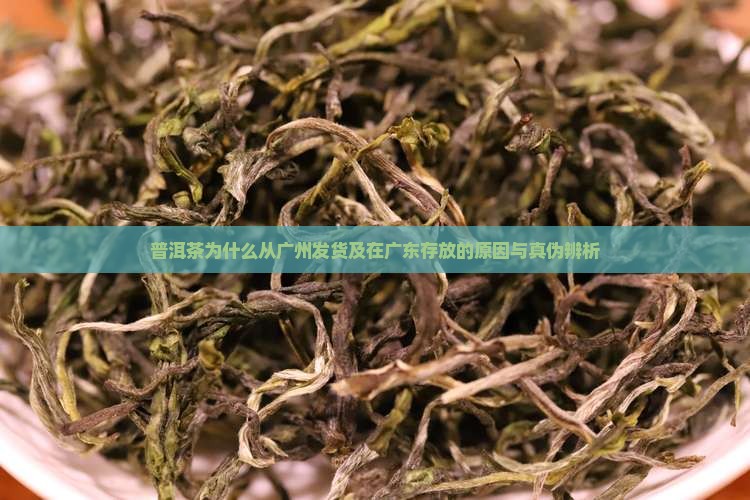普洱茶为什么从广州发货及在广东存放的原因与真伪辨析