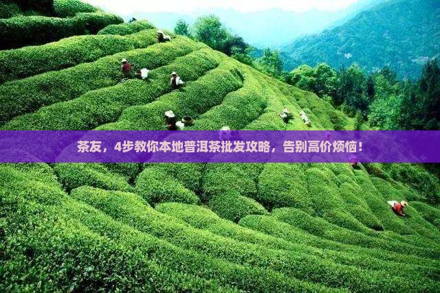 茶友，4步教你本地普洱茶批发攻略，告别高价烦恼！