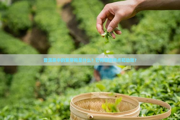 普洱茶中的紫芽袍是什么?它有哪些特点和功效? 普洱茶中的紫芽袍是什么?它有哪些特点和功效?