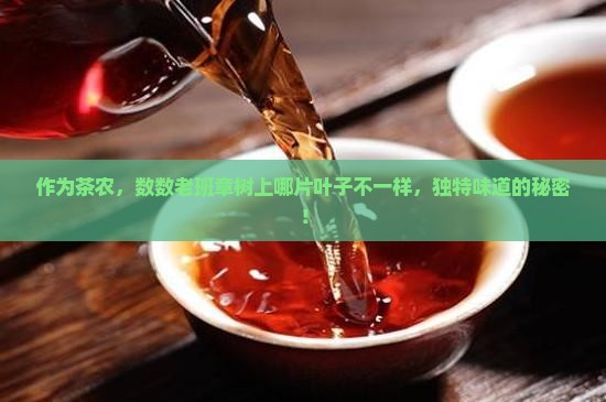 作为茶农，数数老班章树上哪片叶子不一样，独特味道的秘密！