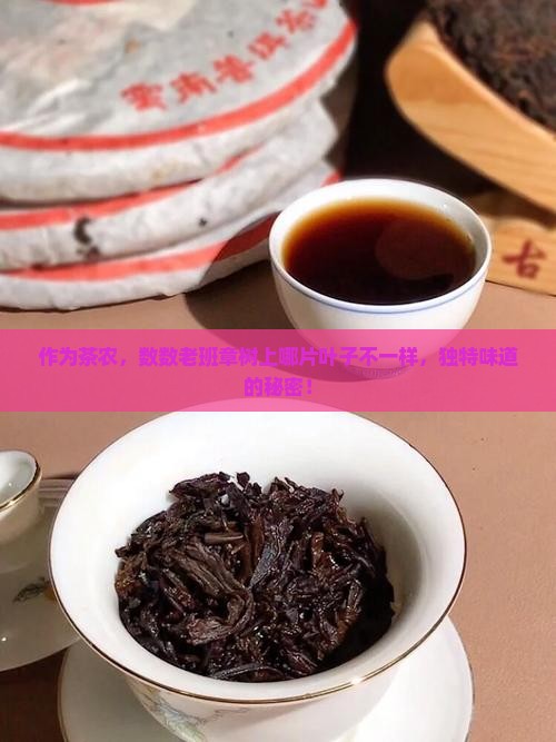 作为茶农，数数老班章树上哪片叶子不一样，独特味道的秘密！