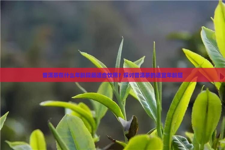 普洱茶在什么年龄段最适合饮用?探讨普洱茶的适宜年龄层 普洱茶在什么年龄段最适合饮用?探讨普洱茶的适宜年龄层