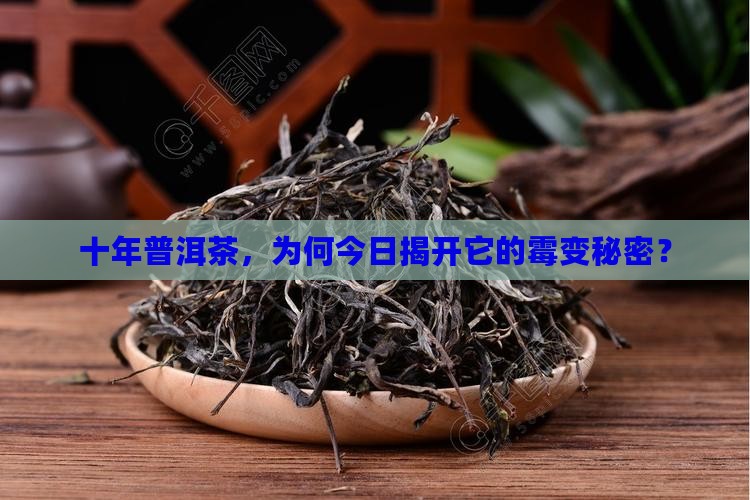十年普洱茶，为何今日揭开它的霉变秘密？