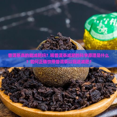 普洱茶真的能减肥吗？喝普洱茶减肥的科学原理是什么？如何正确饮用普洱茶以促进减肥？