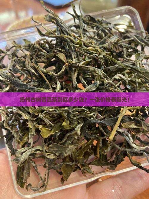 扬州古树普洱茶到底多少钱？一张价格表曝光！