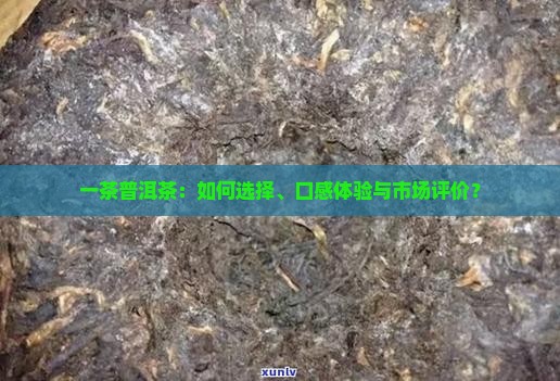 一茶普洱茶：如何选择、口感体验与市场评价？