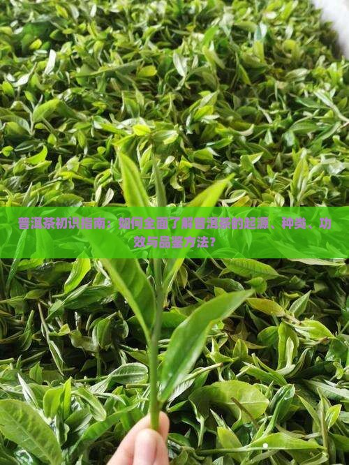 普洱茶初识指南：如何全面了解普洱茶的起源、种类、功效与品鉴方法？
