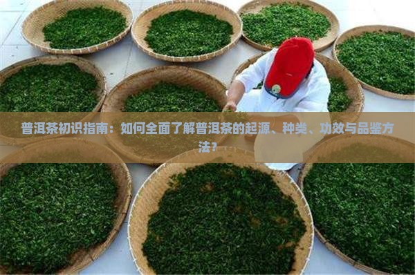 普洱茶初识指南：如何全面了解普洱茶的起源、种类、功效与品鉴方法？