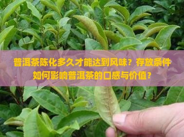 普洱茶陈化多久才能达到风味？存放条件如何影响普洱茶的口感与价值？