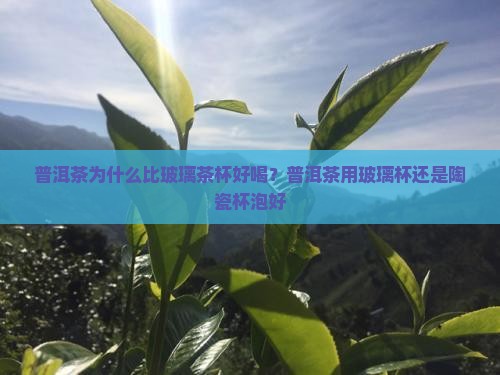 普洱茶为什么比玻璃茶杯好喝？普洱茶用玻璃杯还是陶瓷杯泡好