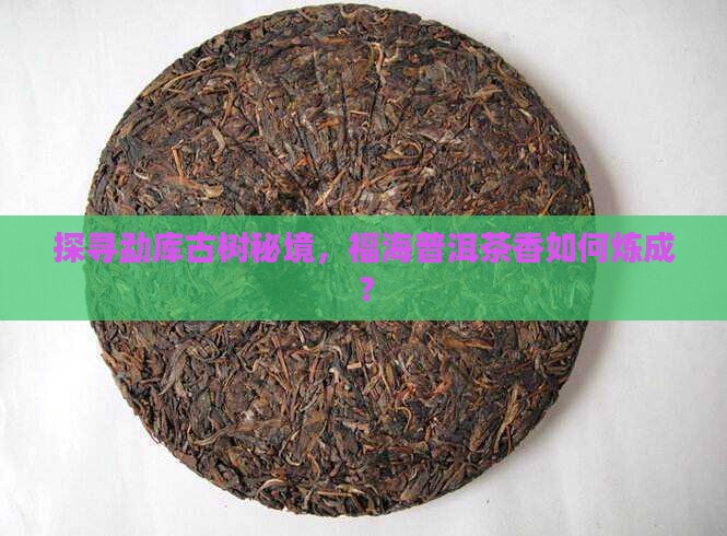 探寻勐库古树秘境，福海普洱茶香如何炼成？