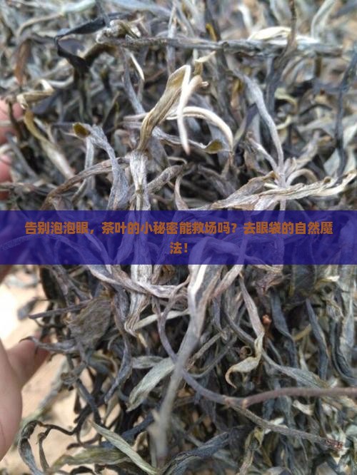 告别泡泡眼，茶叶的小秘密能救场吗？去眼袋的自然魔法！