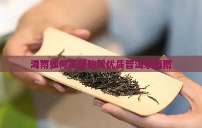 海南如何正确购买优质普洱茶指南
