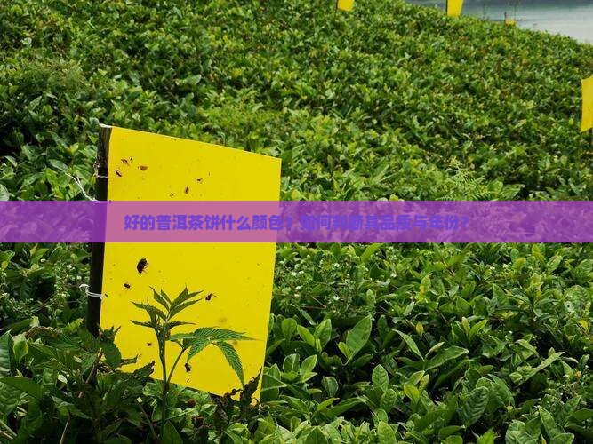 好的普洱茶饼什么颜色？如何判断其品质与年份？