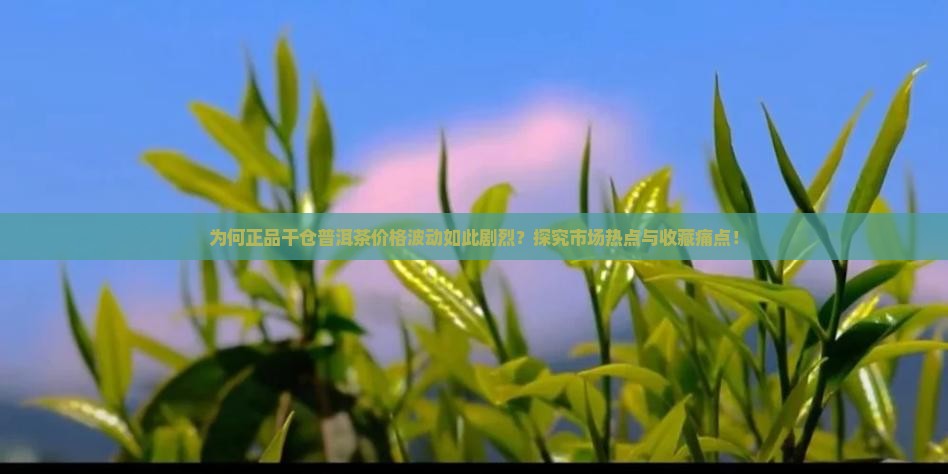 为何正品干仓普洱茶价格波动如此剧烈？探究市场热点与收藏痛点！