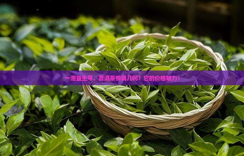 一泡益生号，普洱茶情调几何？它的价格魅力！