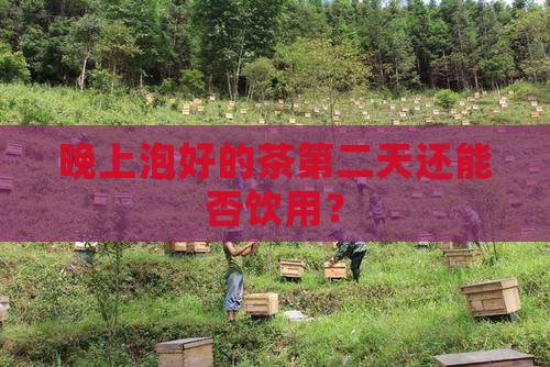 晚上泡好的茶第二天还能否饮用？