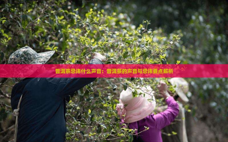 普洱茶忌讳什么声音：普洱茶的声音与忌讳要点解析