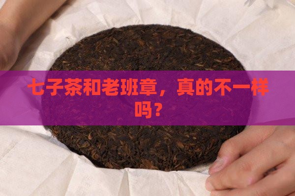 七子茶和老班章，真的不一样吗？