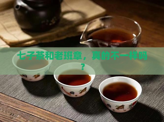 七子茶和老班章，真的不一样吗？