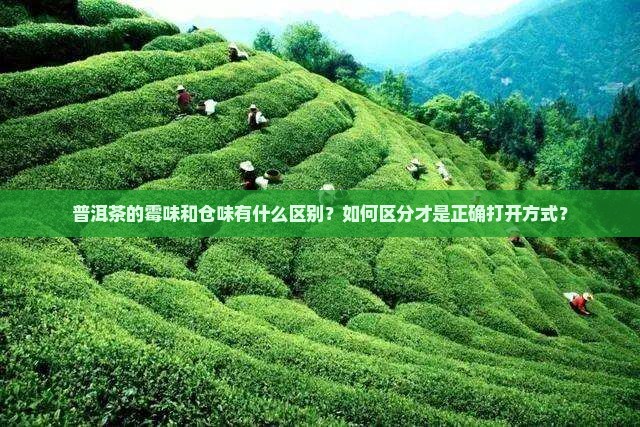 普洱茶的霉味和仓味有什么区别？如何区分才是正确打开方式？