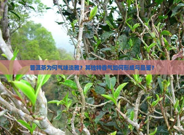 普洱茶为何气味淡雅？其独特香气如何形成与品鉴？