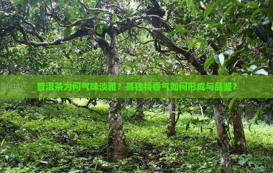 普洱茶为何气味淡雅？其独特香气如何形成与品鉴？