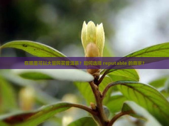 在哪里可以大量购买普洱茶？如何选择 reputable 的商家？