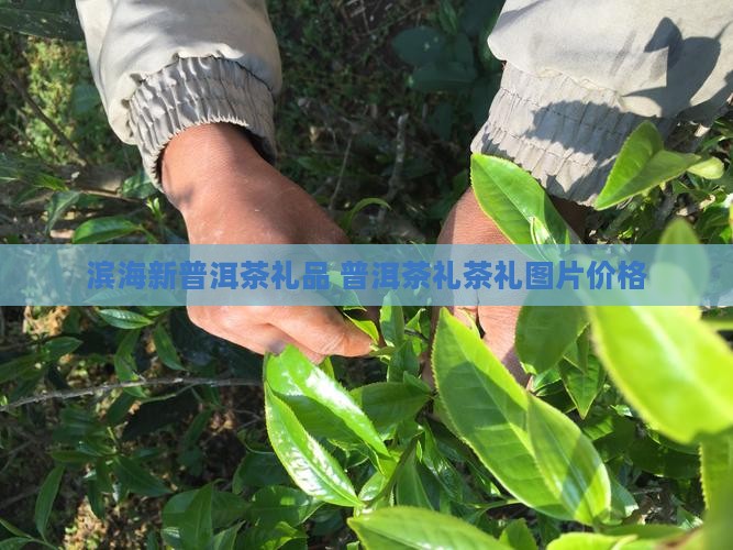 滨海新普洱茶礼品 普洱茶礼茶礼图片价格