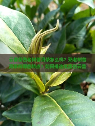 云普茶熟老树普洱茶怎么样？熟老树普洱茶有哪些特点？如何挑选优质的云普茶熟老树普洱茶？