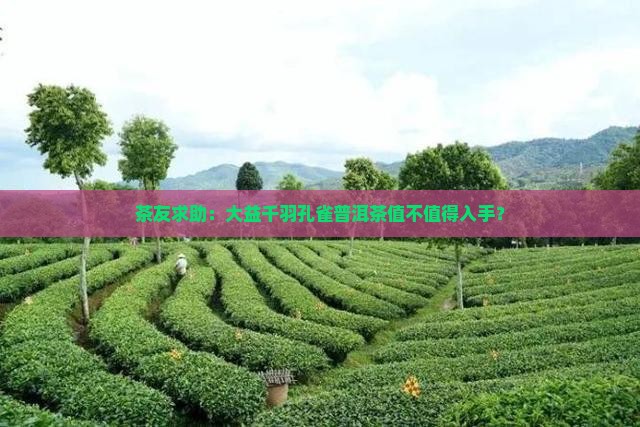 茶友求助：大益千羽孔雀普洱茶值不值得入手？