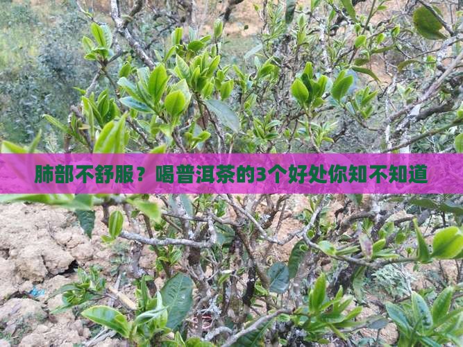 肺部不舒服？喝普洱茶的3个好处你知不知道