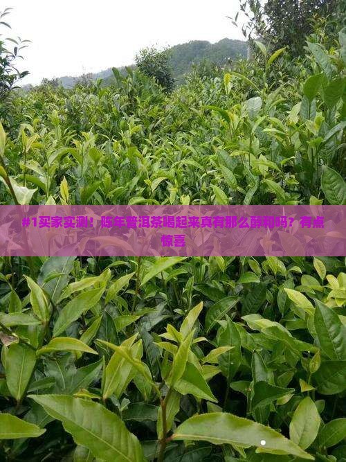 #1买家实测！陈年普洱茶喝起来真有那么醇和吗？有点惊喜