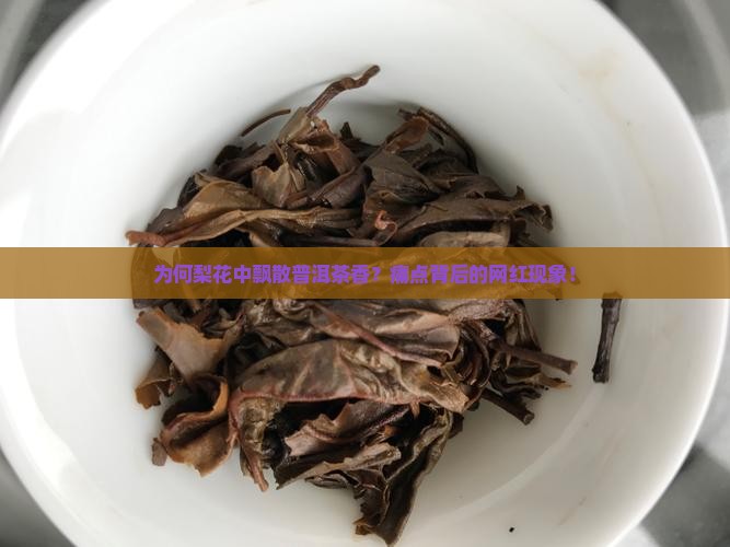 为何梨花中飘散普洱茶香？痛点背后的网红现象！