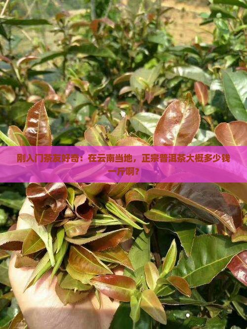 刚入门茶友好奇：在云南当地，正宗普洱茶大概多少钱一斤啊？