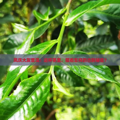 凤庆大友普洱：这杯茶里，藏着怎样的古韵秘密？