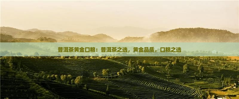 普洱茶黄金口粮：普洱茶之选，黄金品质，口粮之选