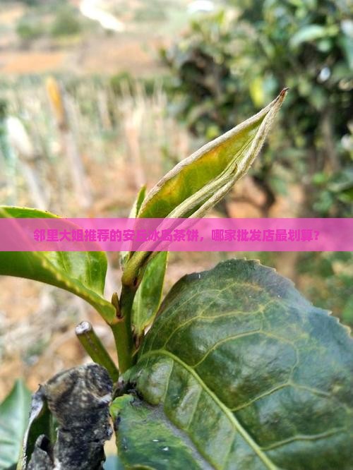 邻里大姐推荐的安丘冰岛茶饼，哪家批发店最划算？