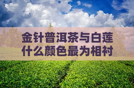 金针普洱茶与白莲什么颜色最为相衬？