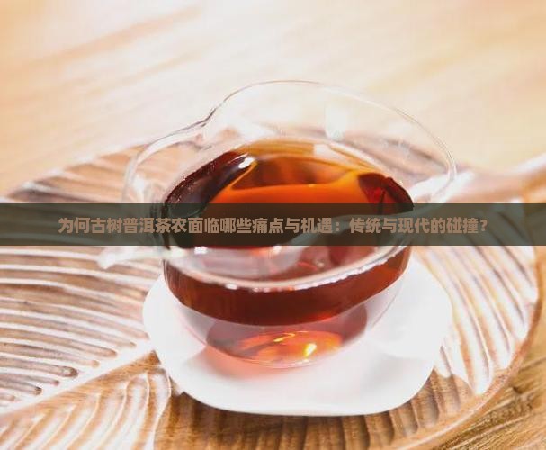 为何古树普洱茶农面临哪些痛点与机遇：传统与现代的碰撞？