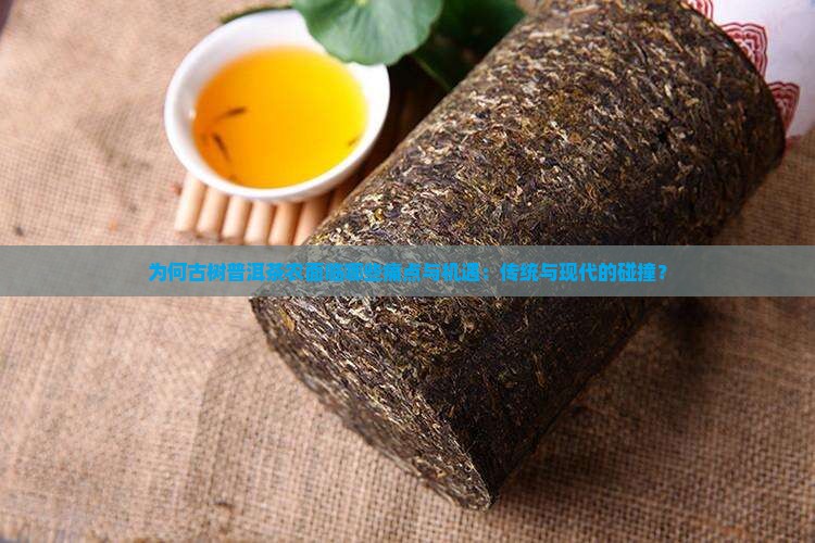 为何古树普洱茶农面临哪些痛点与机遇：传统与现代的碰撞？