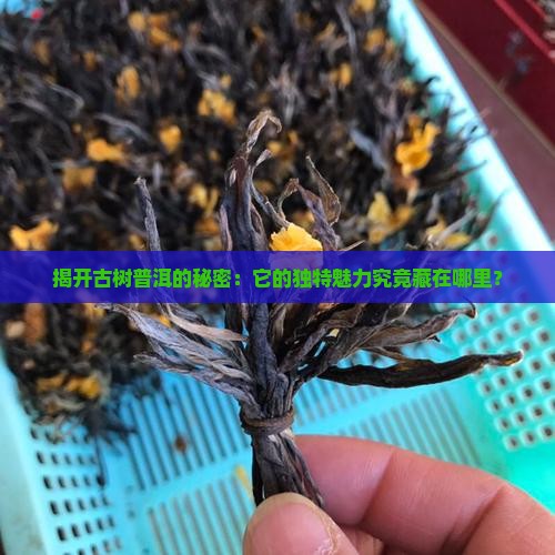 揭开古树普洱的秘密:它的独特魅力究竟藏在哪里? 揭开古树普洱的秘密:它的独特魅力究竟藏在哪里?