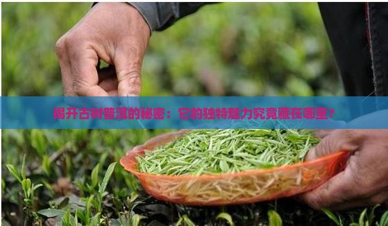 揭开古树普洱的秘密:它的独特魅力究竟藏在哪里? 揭开古树普洱的秘密:它的独特魅力究竟藏在哪里?