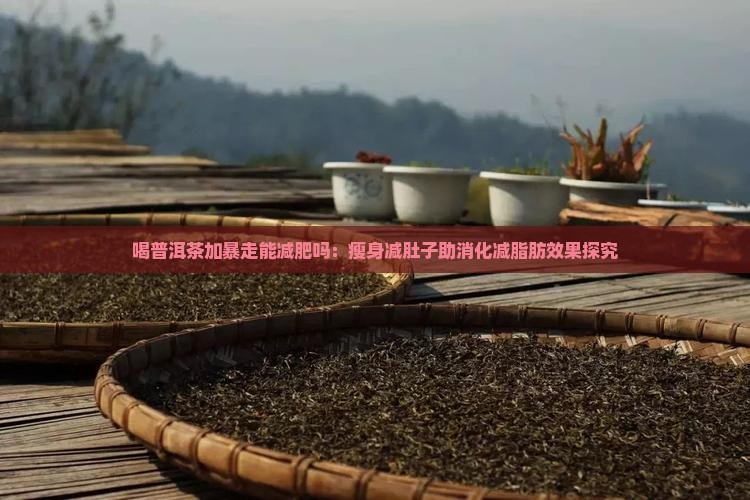 喝普洱茶加暴走能减肥吗：瘦身减肚子助消化减脂肪效果探究