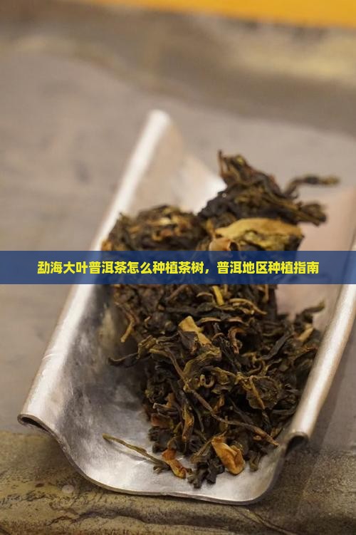 勐海大叶普洱茶怎么种植茶树，普洱地区种植指南
